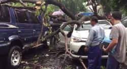 Hujan Lebat di Jakarta Tumbangkan Puluhan Pohon, 3 Mobil Tertimpa