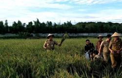 300 Hektar Sawah di Jakarta Siap Panen, Anies Jamin Stok Beras Aman 