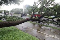 Hati-Hati, Ada 150 Pohon Rawan Tumbang di Jakarta Pusat dan Selatan