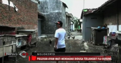 Diduga Terserang Flu Burung, Puluhan Unggas di Mojokerto Mati Mendadak