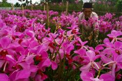 Budidaya Bunga Anggrek di Pamulang