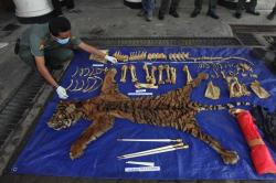 Kulit Harimau Langka Dimusnahkan BKSDA Bengkulu
