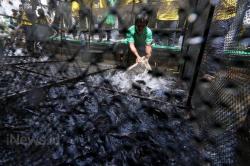 Budidaya Ikan Air Tawar dengan Keramba Jaring Apung