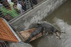 BKSDA Jateng Amankan 8 Buaya Milik Warga