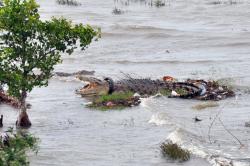 Buaya Terjerat Ban Bekas Kembali ke Habitat