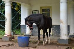 KPK Titip Kuda Pemberian Warga Sumba untuk Jokowi di Istana Bogor