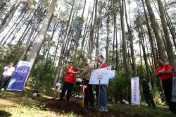 Peduli Lingkungan, Bank BRI Tanam 123 Bibit Pohon Pinus