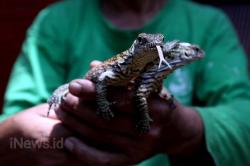 11 Anak Komodo Menambah Koleksi Kebun Binatang Surabaya