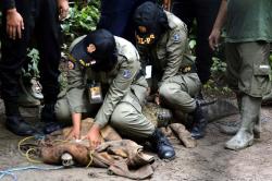 Satwa Liar Sering Muncul, Petugas Ini Dibekali Penanganan Hewan Buas