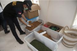 Polisi dan Bea Cukai Gerebek Pabrik Tembakau Gorila di Bali