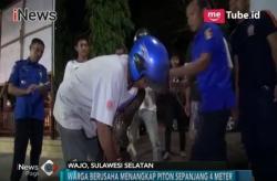 Penemuan Ular Piton Sepanjang 4 Meter Bikin Geger Warga Wajo