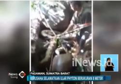 2 Orang Petani di Pasaman Barat Selamatkan Ular Phyton 8 Meter