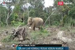 Kawanan Gajah Kembali Rusak Kebun Warga Aceh Timur