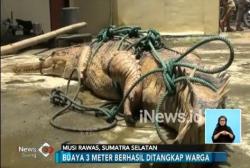Curi Ikan di Kolam, Buaya 3 Meter Ditangkap Warga Sumsel