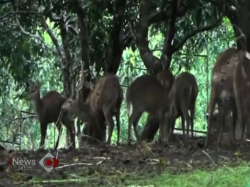 Populasi Terus Berkurang, Rusa Bawean Terancam Punah 