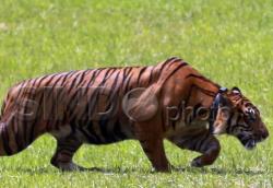 Warga Nagan Raya Geger Kemunculan 3 Harimau Sumatera di Jalanan Desa