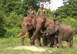 Serangan Kawanan Gajah Liar di Pesisir Barat Lampung, 1 Warga Tewas
