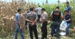Wanita Muda Ditemukan Suaminya Tewas Mengenaskan di Kebun Jagung<