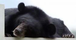 Masuk Hutan Cari Jernang, Petani di Aceh Utara Diserang 2 Beruang 