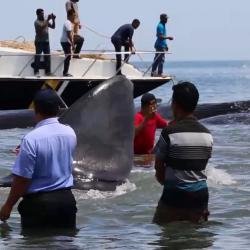 9 Paus Terdampar di Pantai Aceh, Warga Ramai-ramai Dorong ke Laut