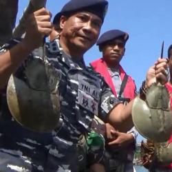 TNI AL Gagalkan Penyelundupan Ribuan Belangkas ke Thailand