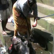 Sambut Galungan, Masyarakat Bali Potong Kerbau Hitam