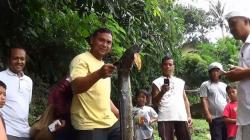 Ikan-ikan di Sungai Unda Mati Kena Lahar Dingin Gunung Agung  