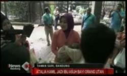 Atalia Kamil Jadi Ibu Asuh Anak Orangutan