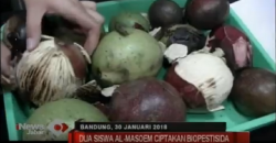 2 Siswi SMA Ciptakan Biopestisida Berbahan Baku Buah Bintaro