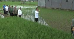 Jokowi Turun ke Sawah, Begini Kehebohan Petani Tasikmalaya