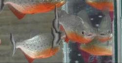 Wakil Wali Kota Cimahi Serahkan Ikan Aligator dan Piranha ke BKIPM<