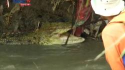 Warga Sukoharjo Panik setelah Buaya Raksasa Lepas ke Sungai