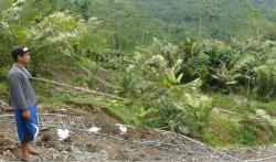 4 Hektare Kebun Salak Siap Panen Longsor Petani Rugi Ratusan Juta 