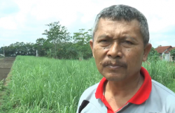 Lahan Tebu di Kendal Menyusut Hingga 500 Hektare, Petani Terancam 