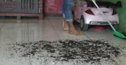 Serangan Ribuan Lalat ke Permukiman Resahkan Warga di Purworejo