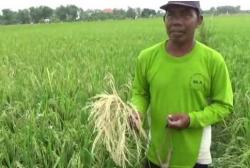 15 Hektare Tanaman Padi di Temanggung Rusak Diserang Tikus