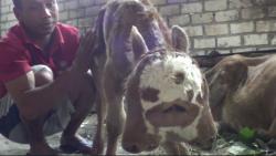 Unik, Anak Sapi Berkepala Dua Lahir di Rembang Gegerkan Warga 