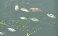 4 Tahun Limbah Pabrik Sawit Cemari Lahan, Aparat Desa Cuek