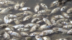 Diduga Terpapar Limbah, Ribuan Ikan di Paciran Mati Mendadak 