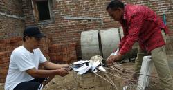 Puluhan Ayam Mati Mendadak, Warga Khawatir Flu Burung Merebak