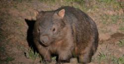 Wombat, Tikus Raksasa Berkantung Pertama Kali Didatangkan ke Indonesia