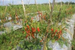 Belasan Hektare Tanaman Cabai Milik Petani di Bojonegoro Rusak