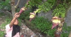 Unik, Pohon Pisang di Jombang Ini Punya Empat Tandan