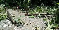 237 Pohon Jati di Bojonegoro Ditebang, Pelaku Diduga Dendam ke Polisi