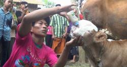 Warga Probolinggo Gempar Anak Sapi Berwajah Menyerupai Kucing Persia