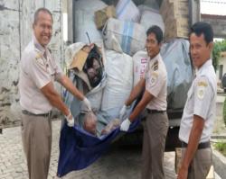 Empat Ton Daging Celeng dari Palembang Diamankan BKP Bakauheni