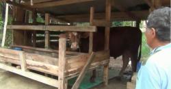 Kasus Virus Jembrana Muncul di Lampung, Banyak Sapi yang Mati Mendadak