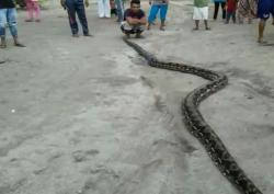 Warga Baubau Tangkap Ular Piton Raksasa yang Sering Mangsa Ternak