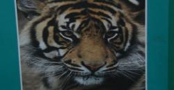 Petugas Masih Kesulitan Tangkap Harimau Sumatera 