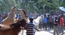 Mengenal Tradisi Adu Kuda di Muna Sultra, Satu-Satunya di Indonesia